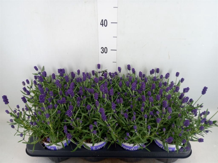 <h4>Lavandula angus. 'Hidcote'</h4>