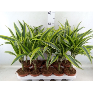Dracaena fr de 'LemonLime'