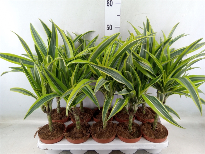 <h4>Dracaena fr de 'LemonLime'</h4>