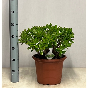 CRASS OVATA