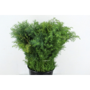 CRYPTOMERIA JAPONICA 300GR