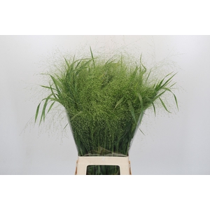 Panicum Fountain