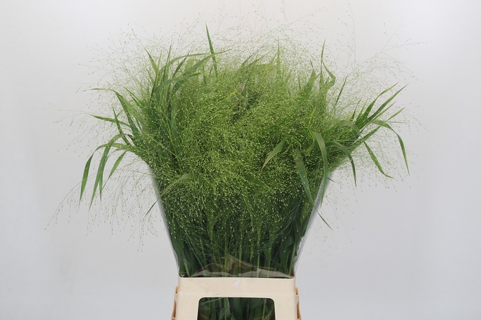 <h4>Panicum Fountain</h4>