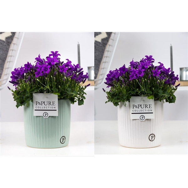 <h4>Campanula Porto LL Pure Sophie</h4>
