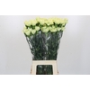 Dianthus St Lady Midori