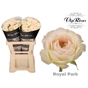 R GR ROYAL PARK x 20