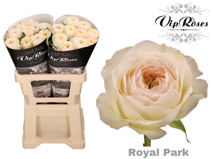 R GR ROYAL PARK x 20