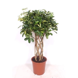 Schefflera Gold Capella