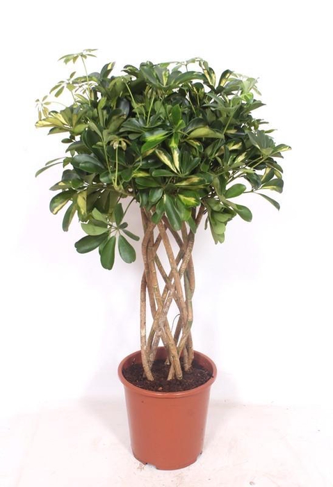 <h4>Schefflera Gold Capella</h4>