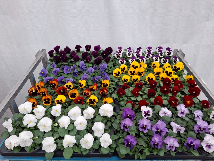 <h4>VIO WI DELTA GEM</h4>