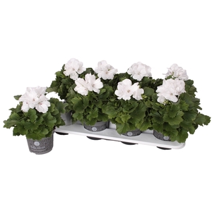 Bella donna blanc 12cm