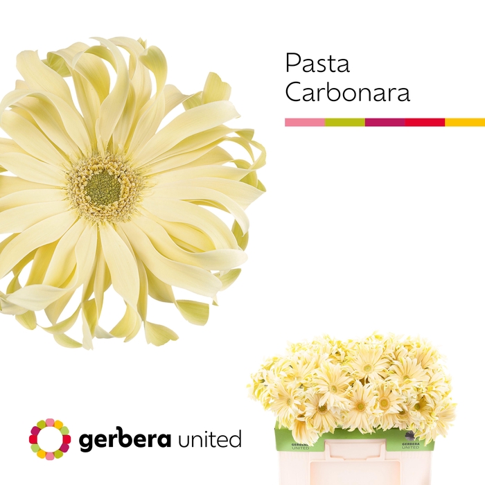 <h4>Gerbera Pasta Carbonara Water</h4>