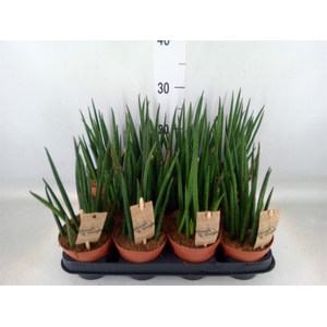 Sansevieria bacularis