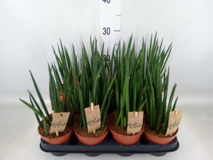 <h4>Sansevieria bacularis</h4>