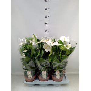 Anthurium andr. 'Alpine'