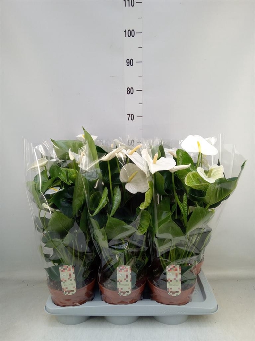 <h4>Anthurium andr. 'Alpine'</h4>