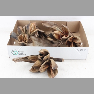 arr3 AD - Sororoca Penga Heads x4