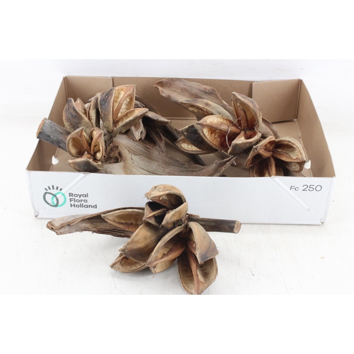 <h4>Arr3 Ad - Sororoca Penga Heads X4</h4>