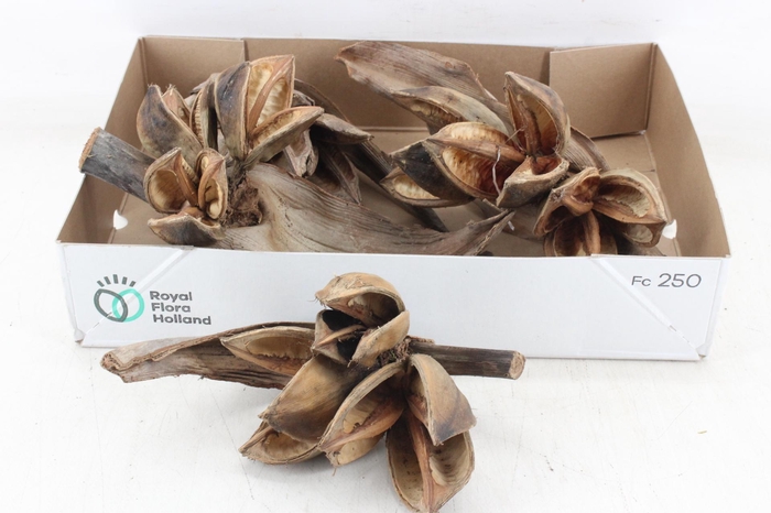 <h4>arr3 AD - Sororoca Penga Heads</h4>