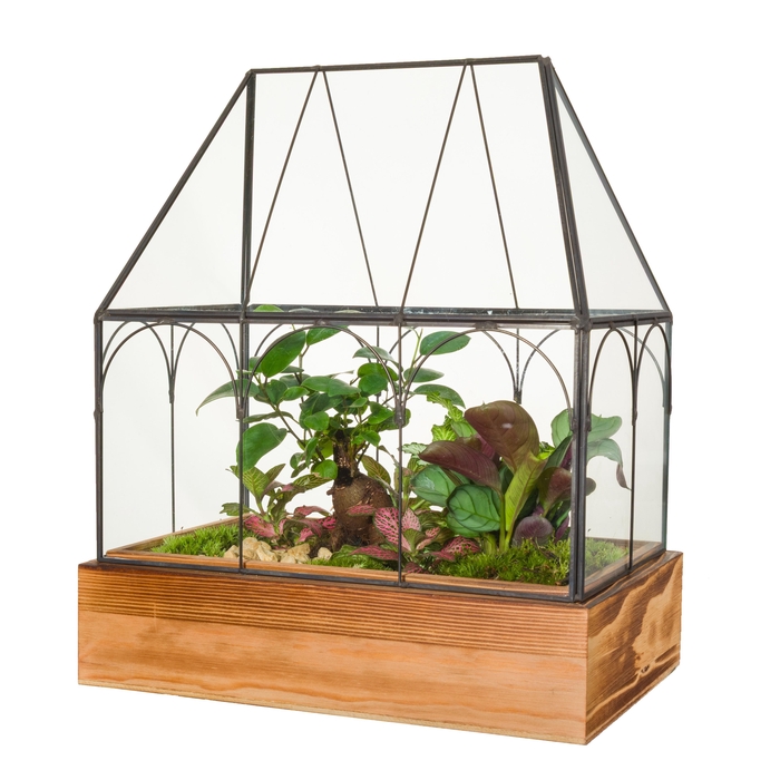 <h4>Wardians Terrarium - Wardian Case TWO</h4>