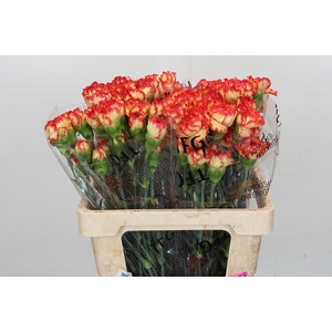 Dianthus St Zenit