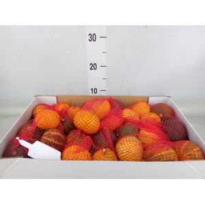 Cucurbita