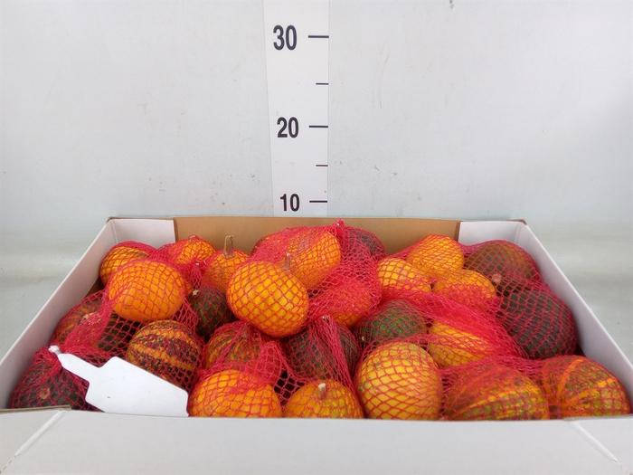 <h4>Cucurbita</h4>
