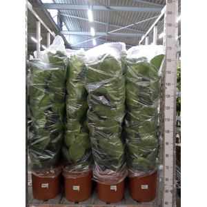 Ficus lyrata