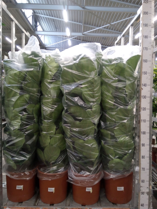 <h4>Ficus lyrata</h4>