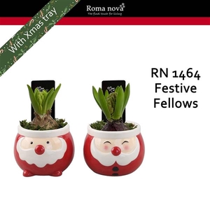 Arrangementen Hyacinthus 6%