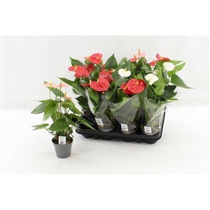 Anthu An Gem 4 Kl 2-3++