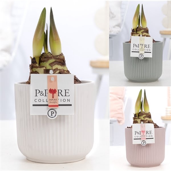 <h4>Hippeastrum mix in P&PURE Sophie ceramics ass. 3.</h4>