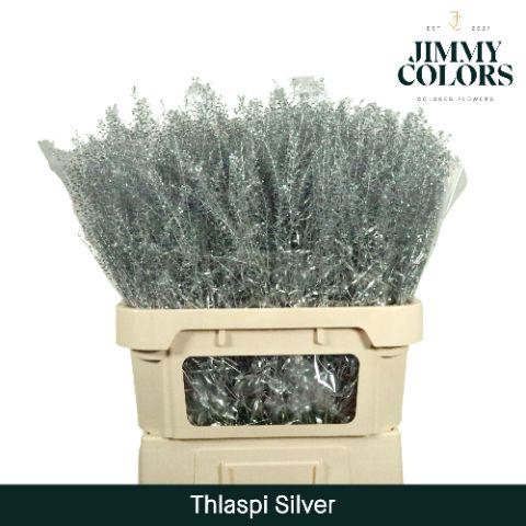 <h4>Thlaspi Gekleurd Mtlc. Zilver</h4>