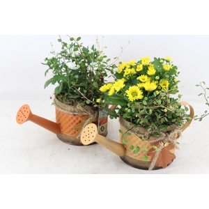 arr4 Outdoor JS - Zink gieter orange x6