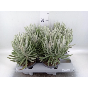 Senecio   ...