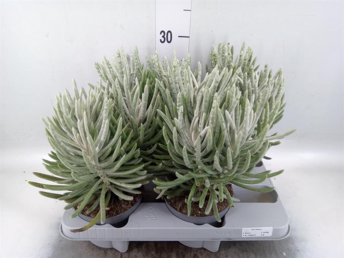 <h4>Senecio   ...</h4>
