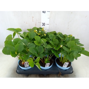 Fragaria   ...