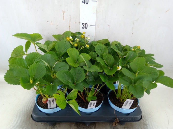 <h4>Fragaria   ...</h4>