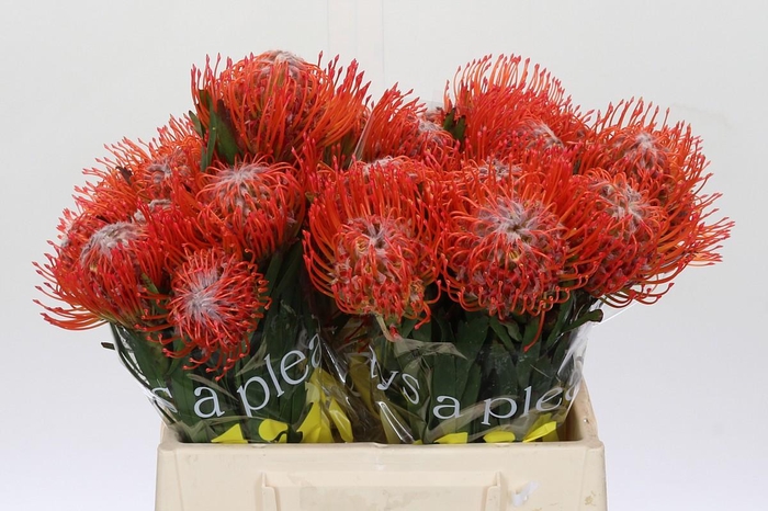 <h4>Nutans Tango</h4>