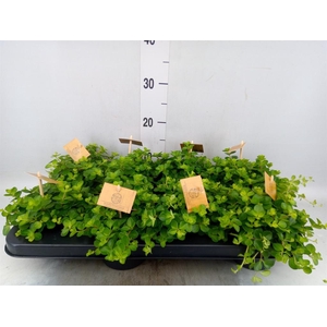 Peperomia rotundifolia