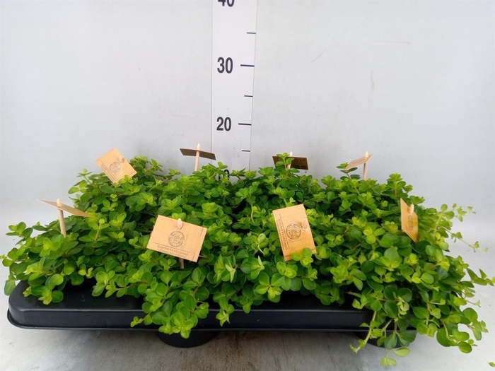 <h4>Peperomia rotundifolia</h4>