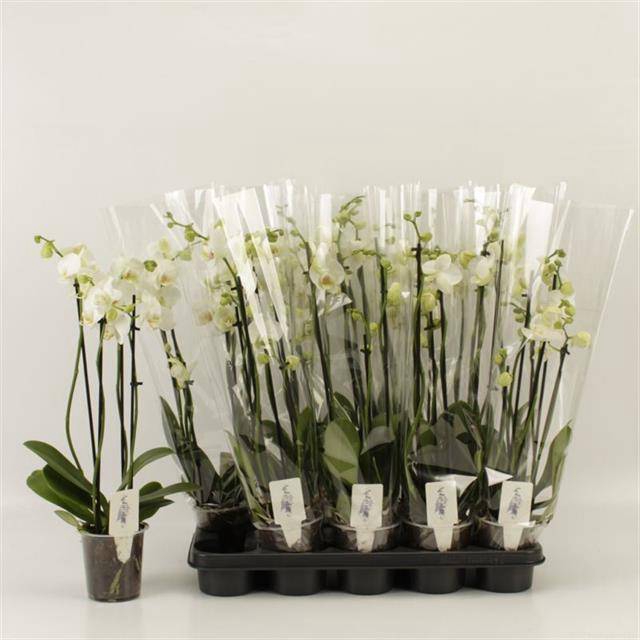 <h4>PHAL OV WIT</h4>