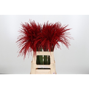 Miscanthus Kl Bh Rood