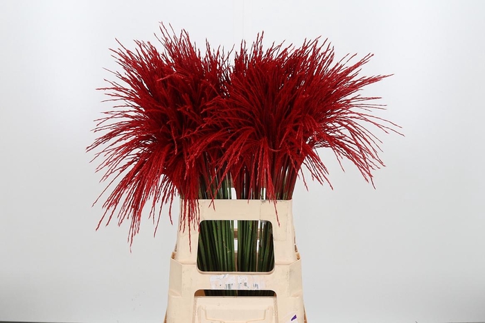 <h4>Miscanthus Kl Bh Rood</h4>