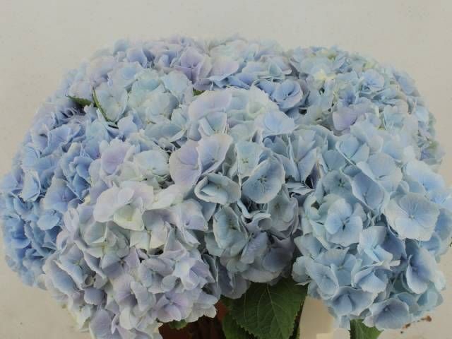 <h4>HYDR M CH VERENA BL</h4>