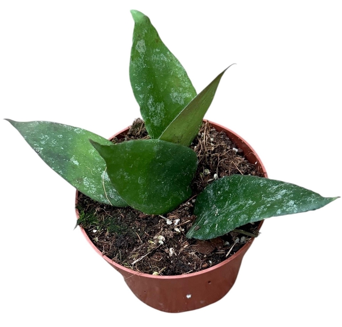 <h4>Hoya</h4>