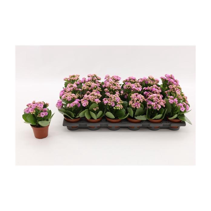 <h4>Kalanchoe Double Pink, without sleeve</h4>