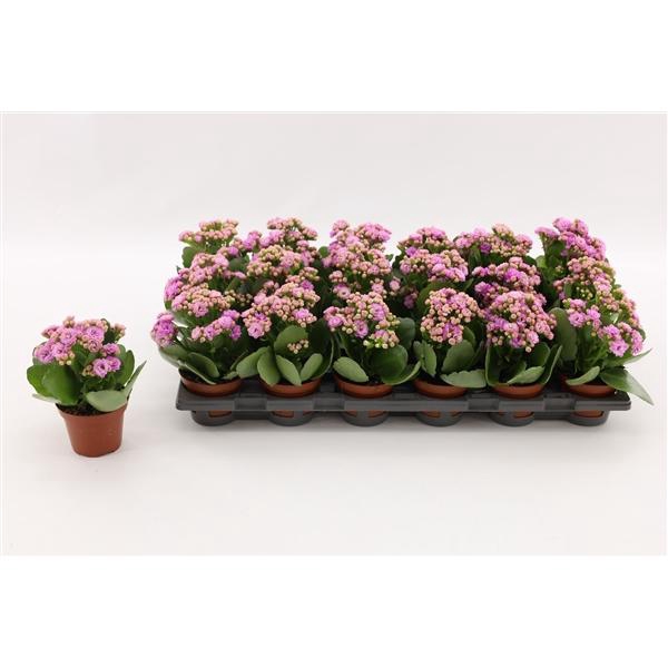 Kalanchoe Double Pink, without sleeve