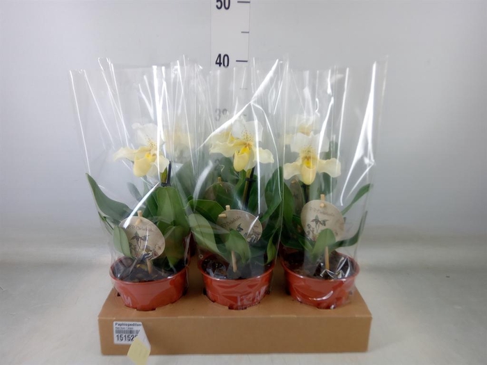 <h4>Paphiopedilum   ...</h4>