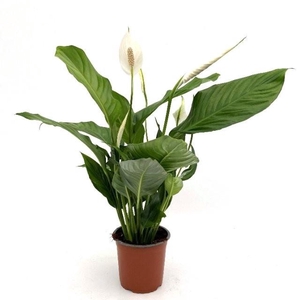 Spathiphyllum 14cm 'Sweet Silvio'